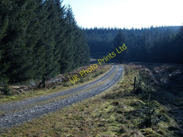 Photo 6"x4" Forest road, Howcleugh Forest March\/NS9914 c2008
