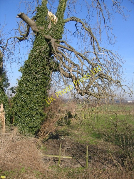 Photo 6"x4" Dead tree by the River Dee\/Afon Dyfrdwy Saltney c2008