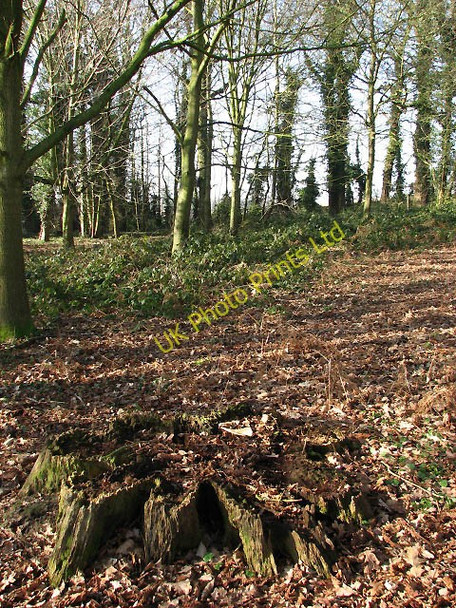 Photo 6"x4" Remains of an ancient tree Oulton Stret c2008