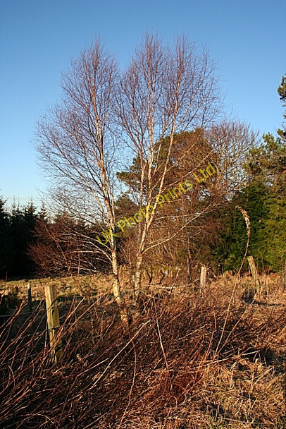 Photo 6"x4" Silver Birch Cairnie\/NJ4844 c2008