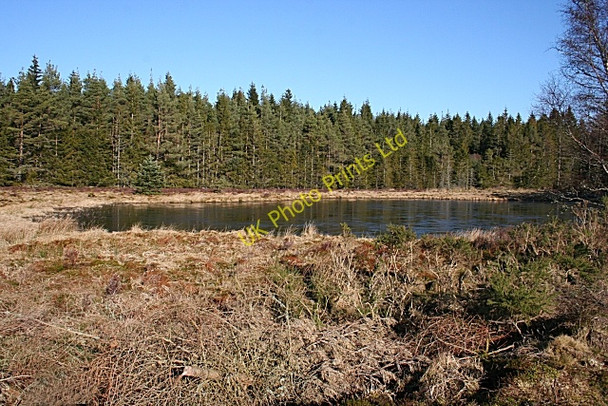 Photo 6"x4" Forest Pond Ardonald c2008