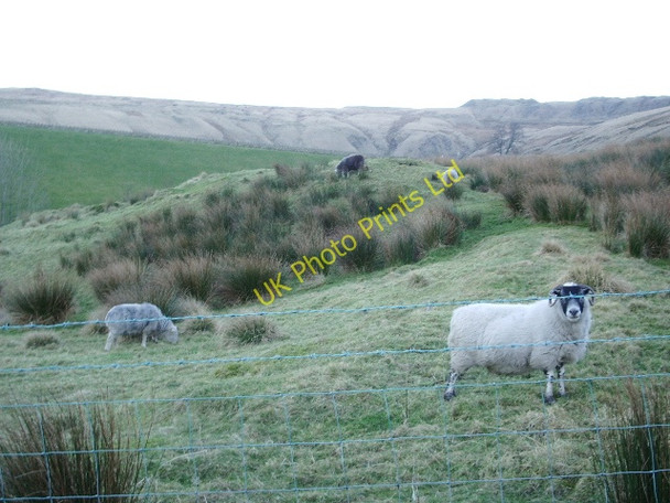 Photo 6"x4" Sheep near Willowfield Farm Bacup c2008