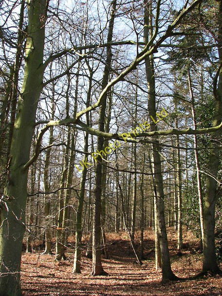 Photo 6"x4" Long Covert Cangate c2008