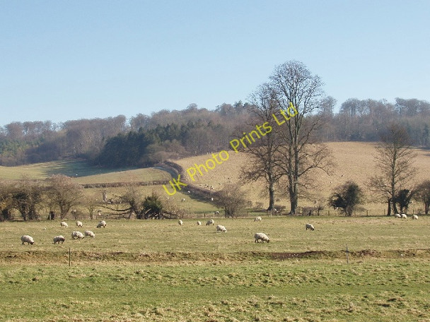 Photo 6"x4" Sheep below North Cot Wood, Hambleden Mill End\/SU7885 c2008