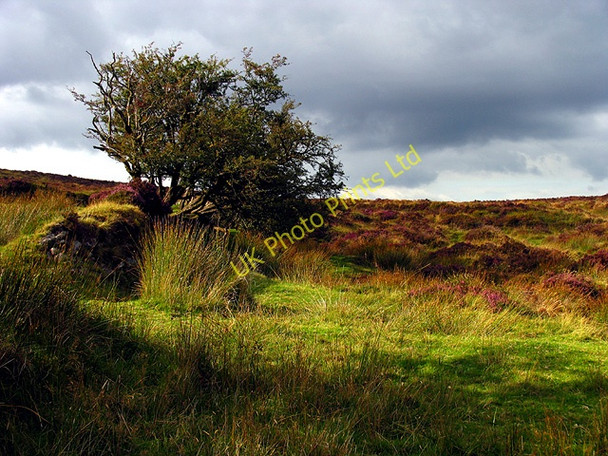 Photo 6"x4" Dartmoor near Warren House Inn Postbridge c2007
