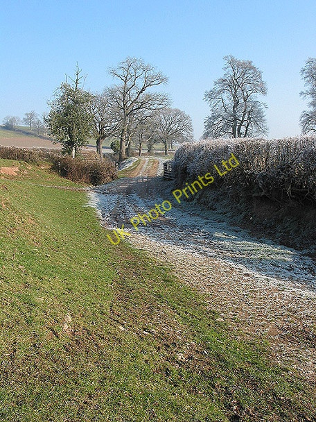 Photo 6"x4" Track to Fownhope Ballingham Hill c2008