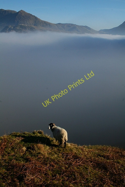 Photo 6"x4" Sheep Above Black Beck Buttermere\/NY1717 c2008