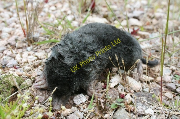 Photo 6"x4" Dead Mole. Kerran Hill c2007