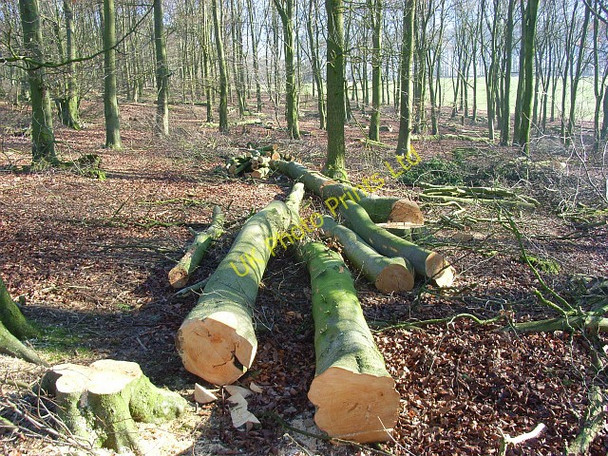 Photo 6"x4" Woodland on Lockinge Down Farnborough\/SU4381 c2008