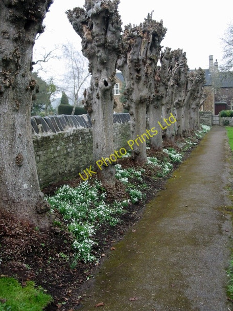 Photo 6"x4" Row of heavily pollarded trees at St Mary's church Compton Dando c2008