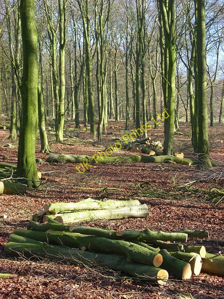 Photo 6"x4" Woodland on Lockinge Down Farnborough\/SU4381 c2008