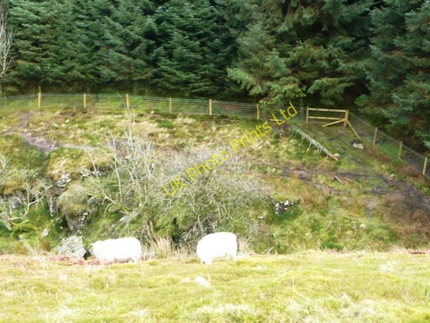 Photo 6"x4" Towards Mynydd Du Forest Capel-y-ffin c2008