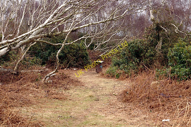 Photo 6"x4" Food for the Birds Homer Green c2008