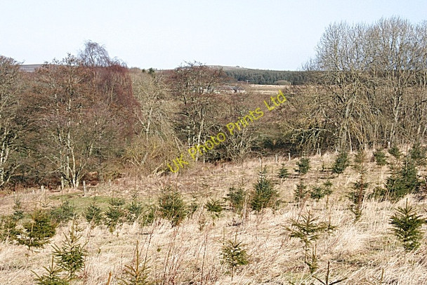 Photo 6"x4" Cleanhill Wood Aberchirder c2008