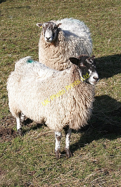 Photo 6"x4" Ewe Two Blacklaw\/NJ6355 c2008