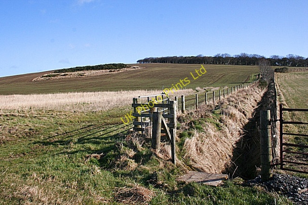 Photo 6"x4" Hill of Maunderlea Blacklaw\/NJ6355 c2008