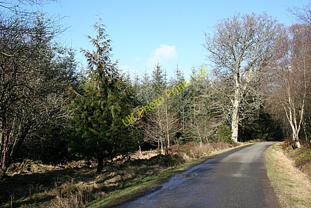 Photo 6"x4" Cottown Wood Crossbrae\/NJ6952 c2008