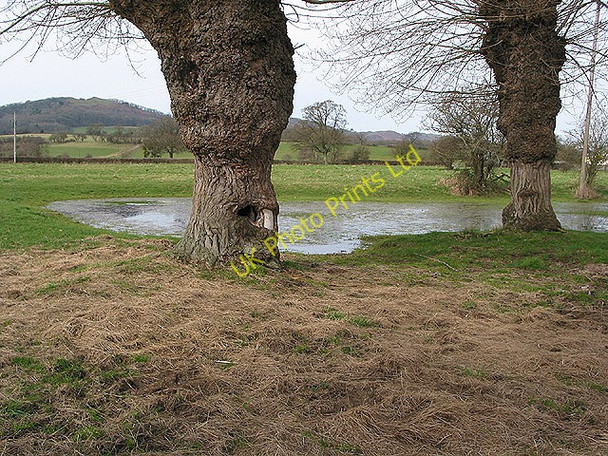 Photo 6"x4" Pond with pollarded oaks Camer's Green c2008