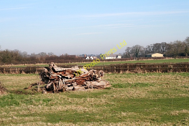 Photo 6"x4" Old Tree Trunk, Hanley Hall Farm Gilver's Lane c2008