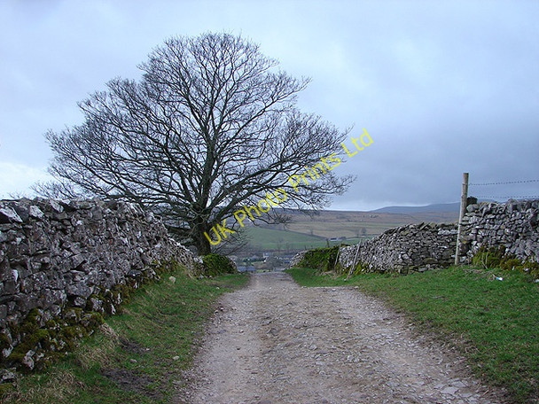 Photo 6"x4" Tree beside the Pennine Way Brackenbottom c2008