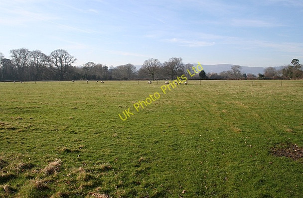 Photo 6"x4" Sheep Pasture near Hanley Hall Hanley Swan c2008