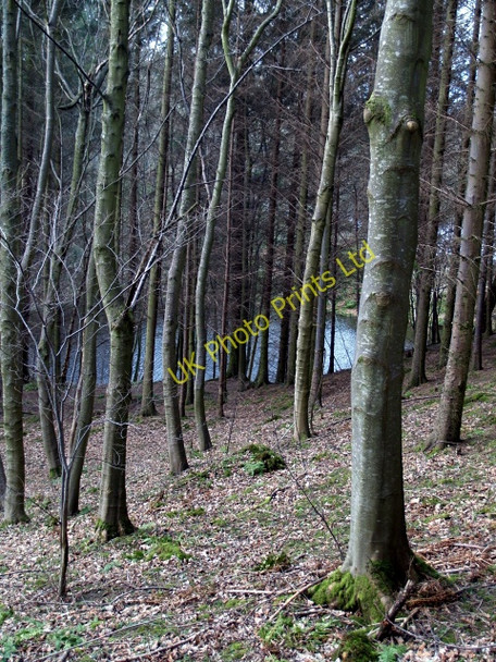 Photo 6"x4" Wood, Edgelaw Reservoir Rosebery c2008