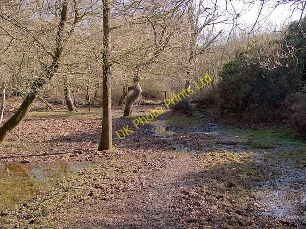 Photo 6"x4" Path and footbridge at southern end of Ocknell Inclosure, New Forest Stoney Cross c2008