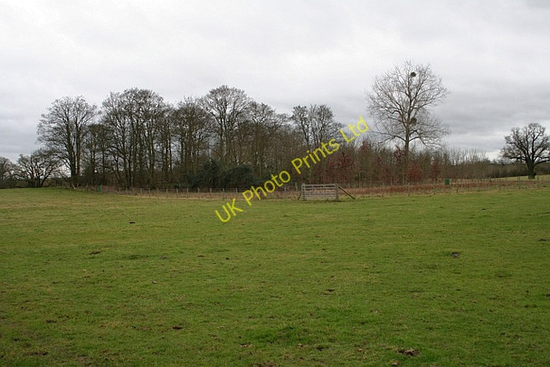 Photo 6"x4" Copse near Big Covert Duckswich c2008