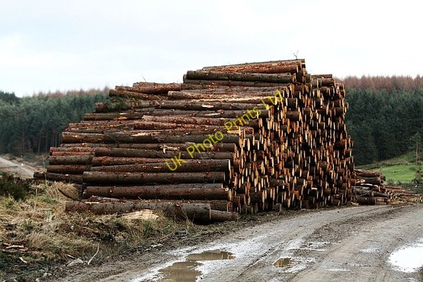Photo 6"x4" Timber Stack in Cropton Forest Stape c2008