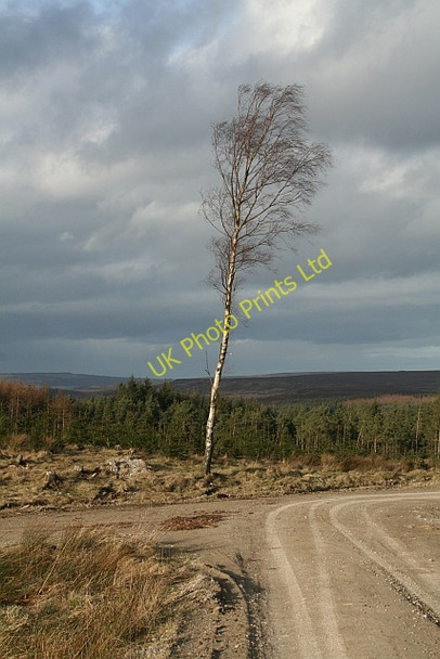 Photo 6"x4" On Esp Rigg Stape c2008