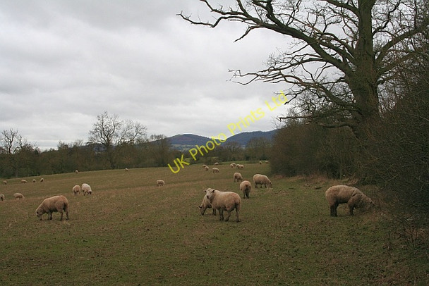 Photo 6"x4" Sheep Pasture Duckswich c2008