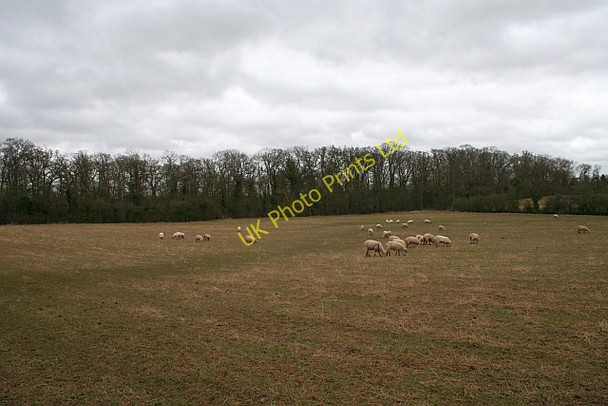 Photo 6"x4" Big Covert Duckswich c2008