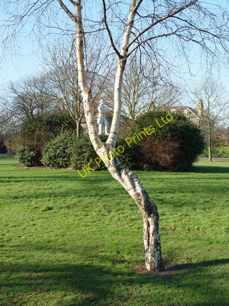 Photo 6"x4" The Silver Birch and Prince Albert's Statue, Pearson Park, Hull Kingston upon Hull c2008