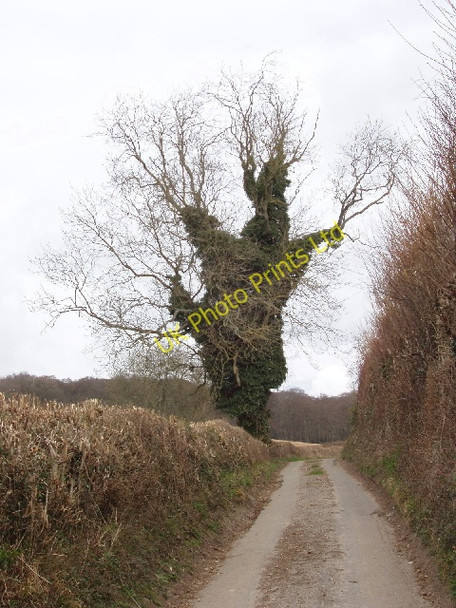 Photo 6"x4" Menacing ivy-clad tree Handy Cross\/SU8590 c2008