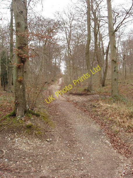 Photo 6"x4" Chiltern Way in beeches of Bloom Wood Burroughs Grove c2008