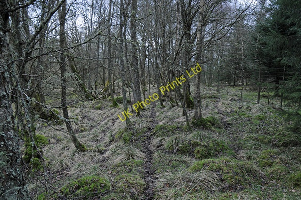 Photo 6"x4" Track beside Gelly Burn Murthly c2008