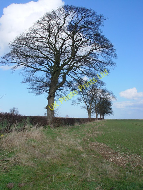 Photo 6"x4" Line of Beech Trees Kilham\/TA0664 c2008