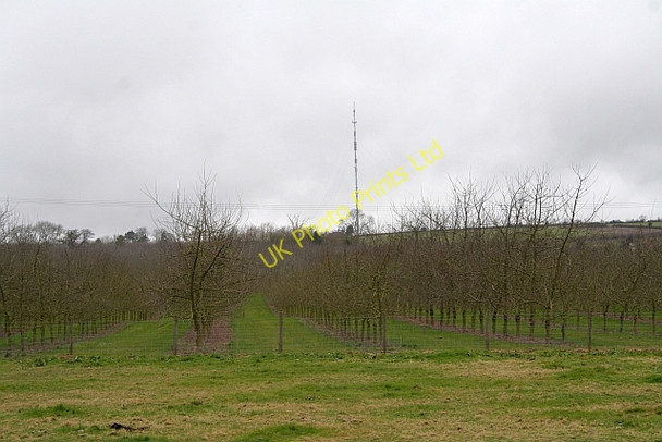 Photo 6"x4" Young Orchard Bodenham Bank c2008