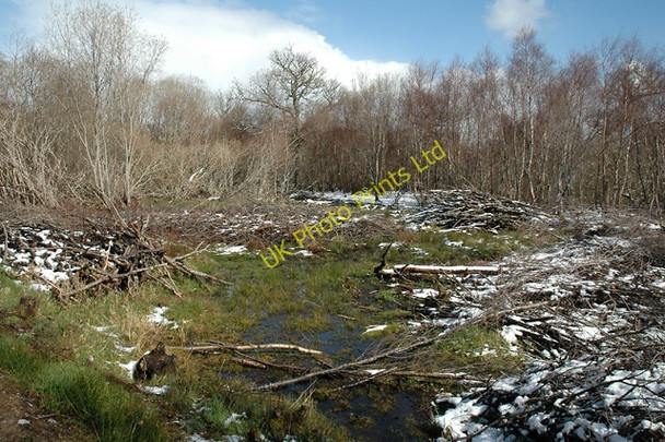 Photo 6"x4" Overgrown Disused Curling Pond Gearrchoille Wood Kincardine\/NH6089 c2005