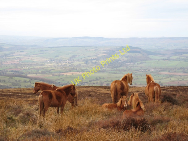 Photo 6"x4" Wild Horses on Abdon Burf Hillside\/SO5987 c2008