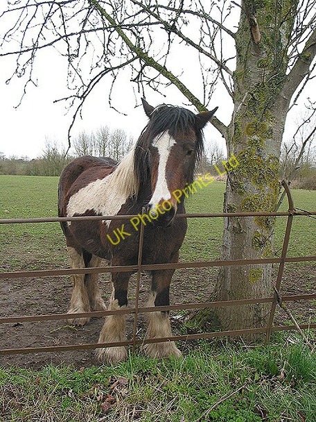 Photo 6"x4" Friendly type Maisemore c2008