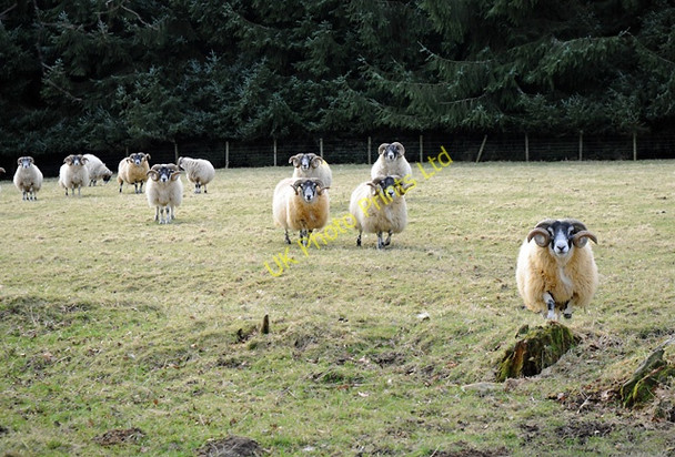 Photo 6"x4" Inquisitive Sheep Buchanty c2008