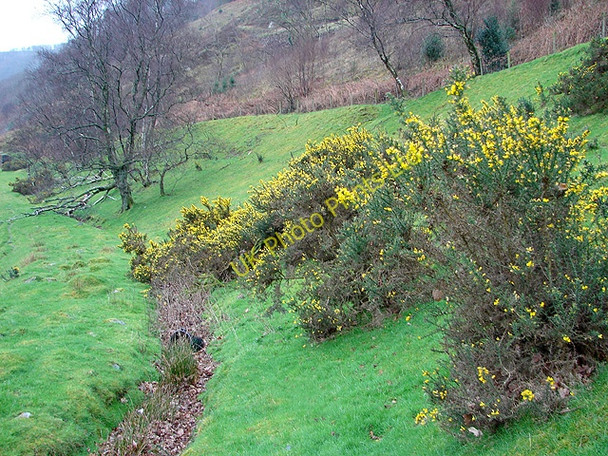 Photo 6"x4" Gorse beside the Rheidol Mynydd Bach\/SN7176 c2008