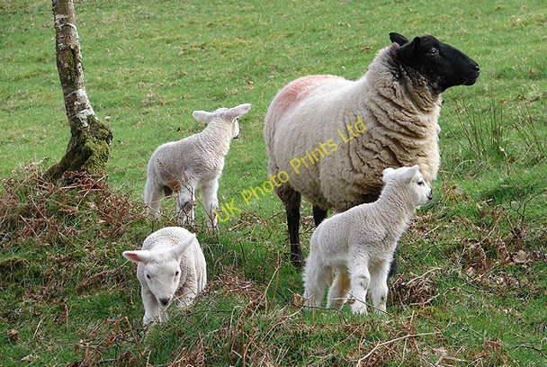 Photo 6"x4" Ewe and lambs at Derwen Devil's Bridge\/Pontarfynach c2008 P1