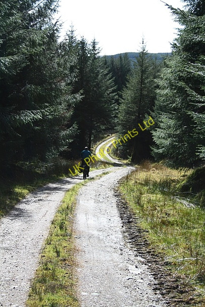 Photo 6"x4" Kintyre Forestry Road (2) Cnoc a'Bhraidein c2008