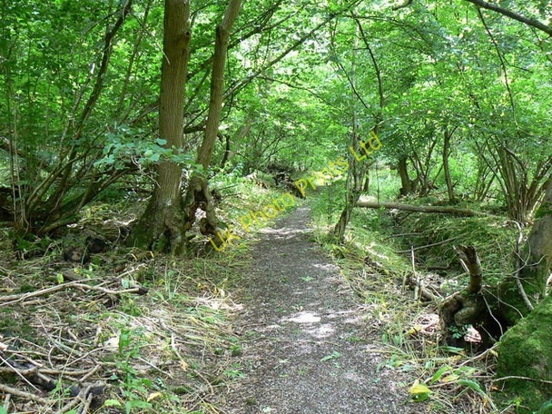 Photo 6"x4" The Cotswold Way, inside Dyrham Wood Dyrham c2007