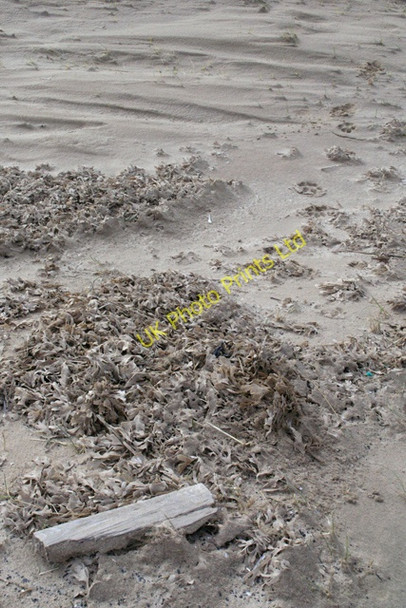 Photo 6"x4" Wood on Theddlethorpe beach North End\/TF4987 c2008