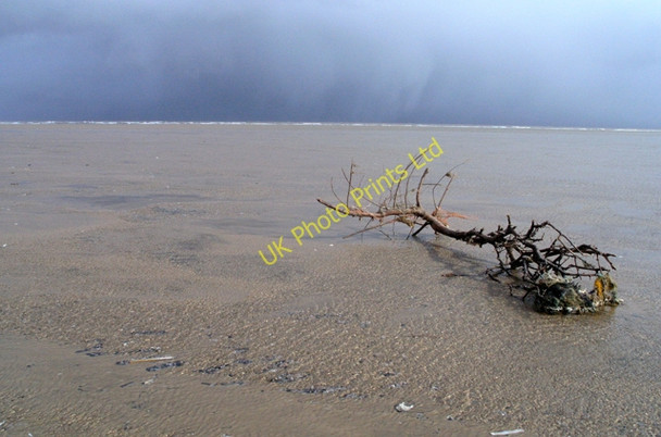 Photo 6"x4" Uprooted shrub on Theddlethorpe beach North End\/TF4987 c2008