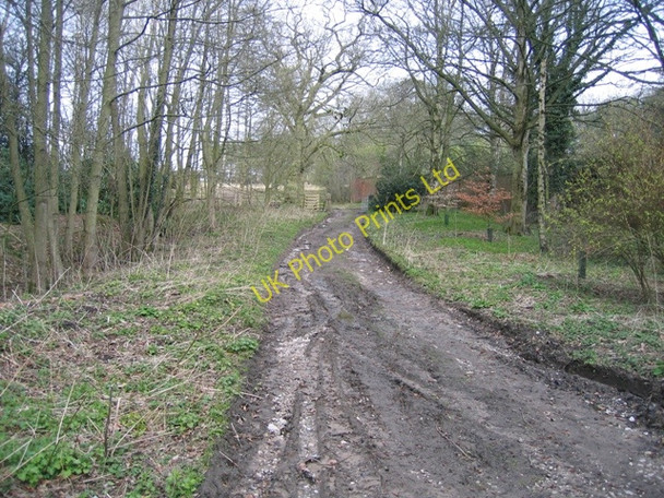 Photo 6"x4" Woodland track at Gwysaney Cefn-eurgain c2008 P1
