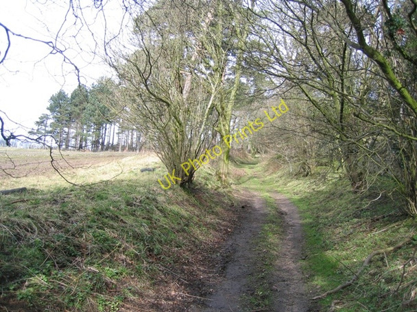 Photo 6"x4" Hollow way at Gwysaney Cefn-eurgain c2008